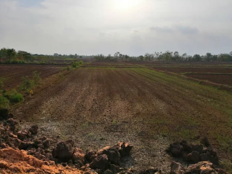 ขายที่นาสวยติดถนนติดคลองใหญ่