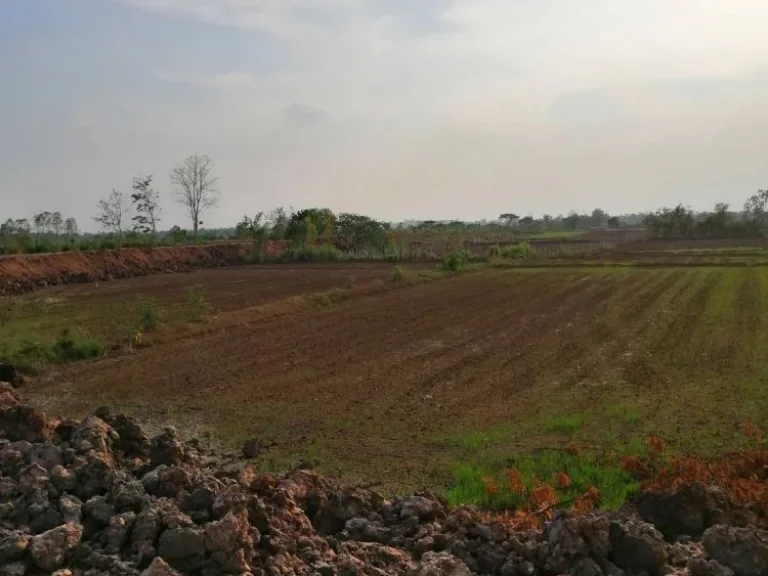 ขายที่นาสวยติดถนนติดคลองใหญ่