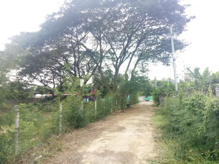 ขายที่ดินบ้านมอญเรือนแพ ห่างถนน 15 km