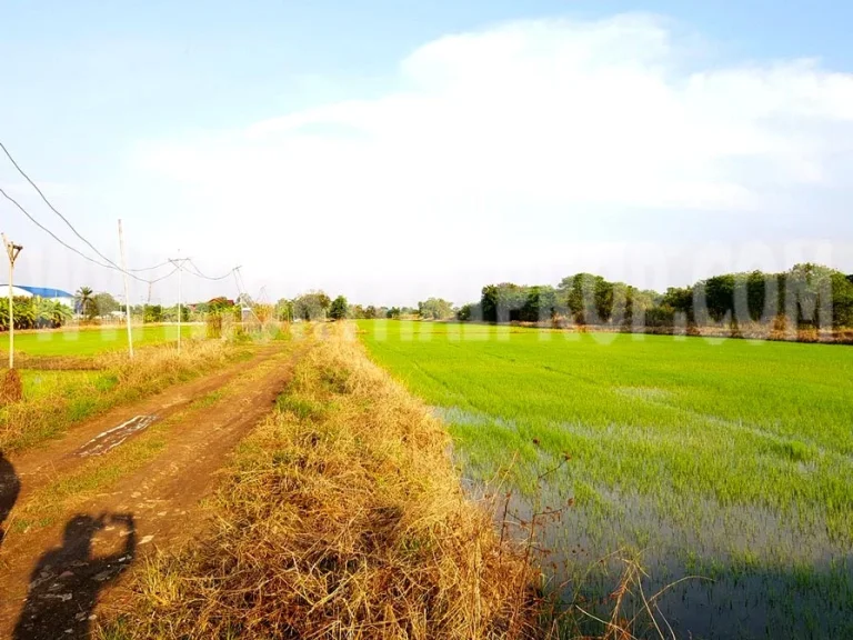 ที่ดิน ซวัดลาดปลาดุก หนองเพรางาย 