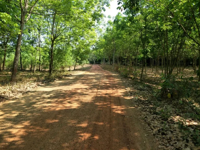 ขายที่ดิน 10 ไร่ เอกสารสิทธิ์ บท5 อำเภอนาดี จังหวัดปราจีนบุรี