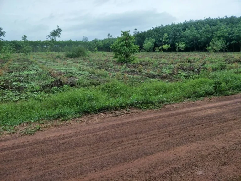 ขายที่ดิน 10 ไร่ เอกสารสิทธิ์ บท5 อำเภอนาดี จังหวัดปราจีนบุรี