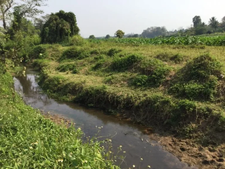 ขายที่ดิน แม่แตง ทิศตะวันออกติดลำห้วย ทิศตะวันตกติดลำเหมืองใหญ่