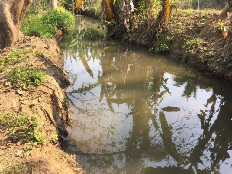 ขายที่ดิน แม่แตง ทิศตะวันออกติดลำห้วย ทิศตะวันตกติดลำเหมืองใหญ่