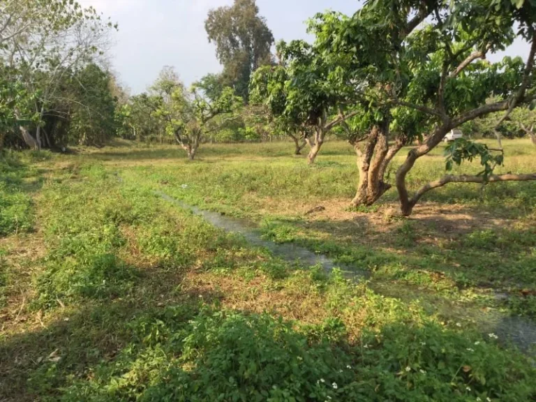 ขายที่ดิน แม่แตง ทิศตะวันออกติดลำห้วย ทิศตะวันตกติดลำเหมืองใหญ่