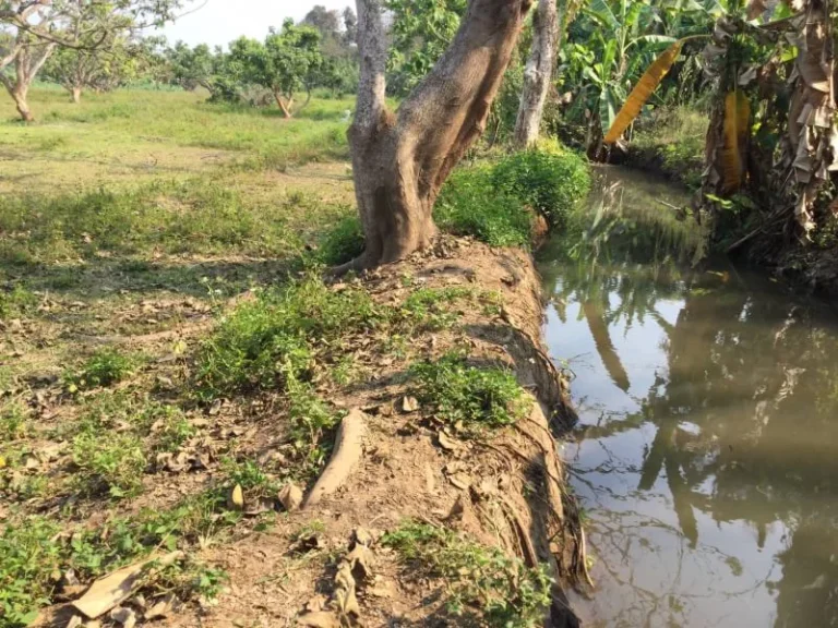 ขายที่ดิน แม่แตง ทิศตะวันออกติดลำห้วย ทิศตะวันตกติดลำเหมืองใหญ่