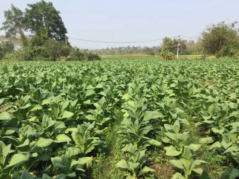 ขายที่ดิน แม่แตง ทิศตะวันออกติดลำห้วย ทิศตะวันตกติดลำเหมืองใหญ่