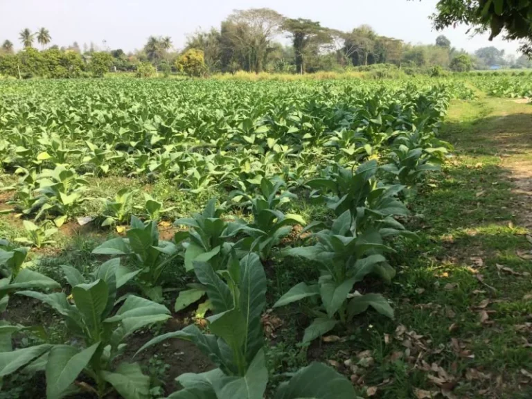 ขายที่ดิน แม่แตง ทิศตะวันออกติดลำห้วย ทิศตะวันตกติดลำเหมืองใหญ่