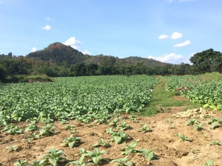 ขายสวนลำใยแม่แตง ด้านล่างติดลำห้วย