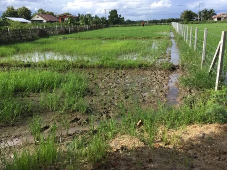 ขายที่ดินติดถนนสองด้าน แช่ช้าง เห็นวิวดอย