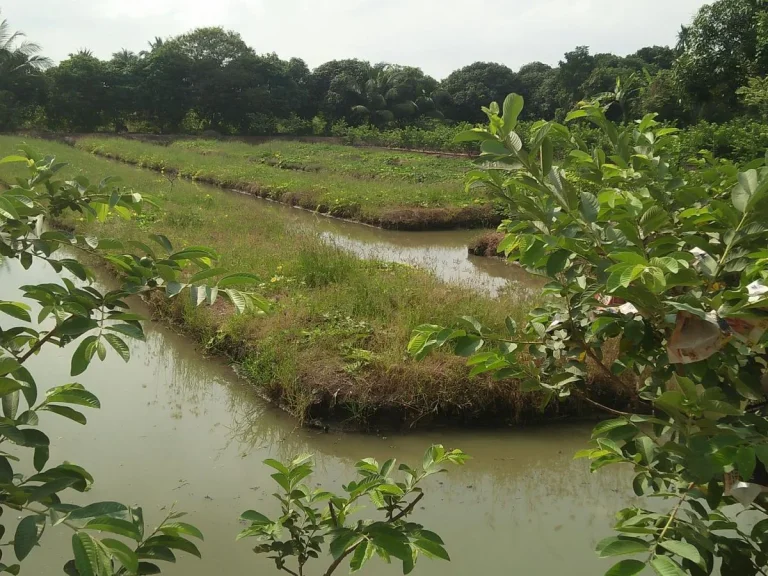 ขายที่ดิน2ไร่หลังวัดหนองนกไข่