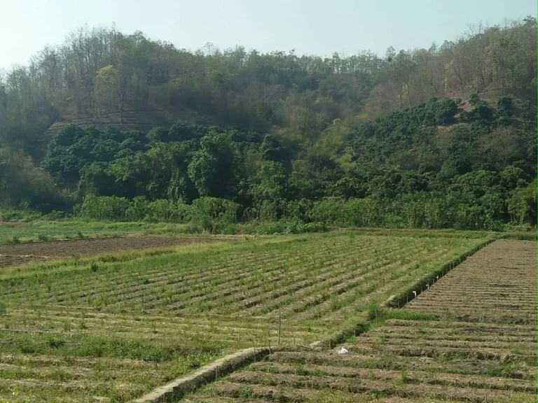 ขายที่ดินบ้านกาด แม่วางห่างตลาด 35 km