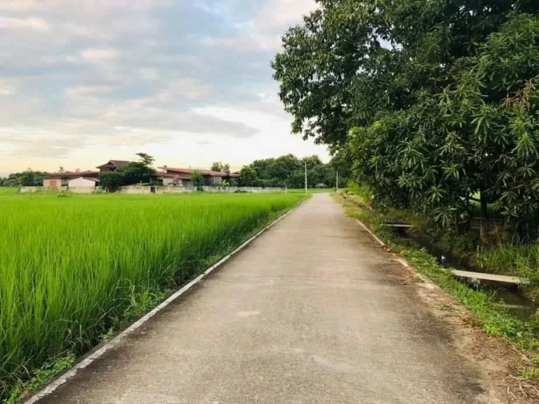 ขายที่นาสันโป่งแม่ริม ถนนคอนกรีต วิวดอยพร้อมโอน