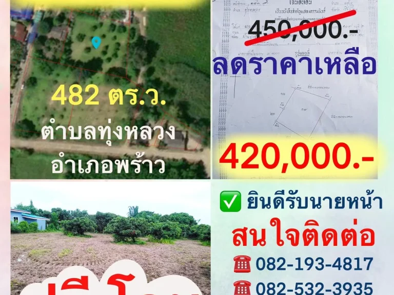 ขายสวนลำใย 482 ตรว