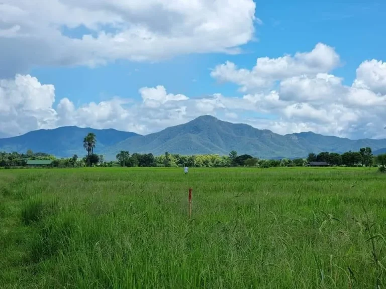 ขายที่นาบ้านร้องวัวแดง สันกำแพง โฉนดพร้อมโอน