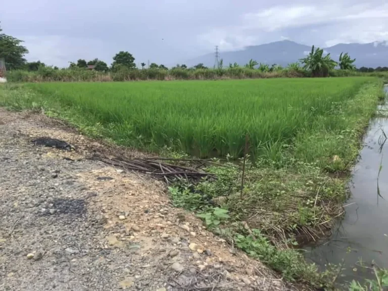 ขายที่นาสันโป่งแม่ริม ติดลำเหมืองสาธารณะ พร้อมโอน