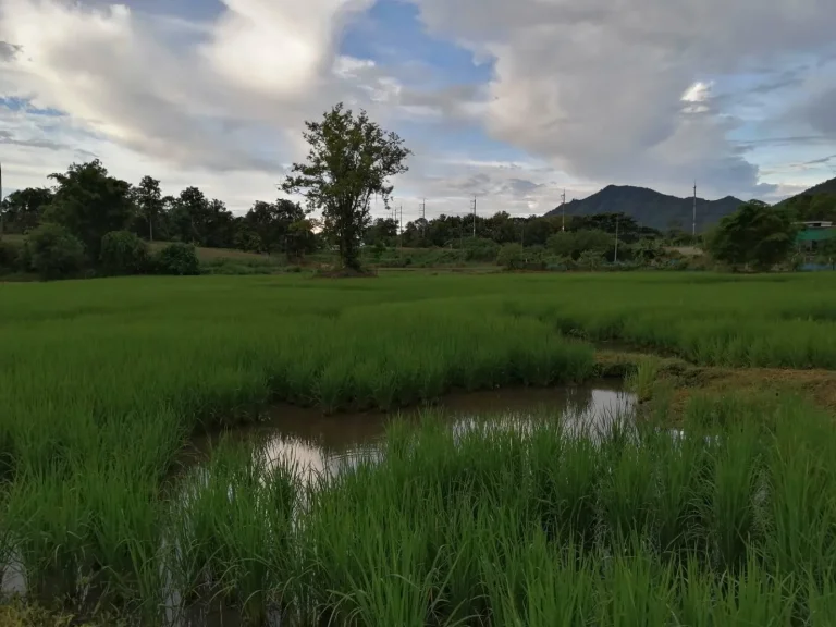 ที่ดินสวยๆเป็นที่นาซอยตรงข้ามสนามกอล์ฟกำลังเอก ค่ายศรีสองรัก อเมือง จเลย