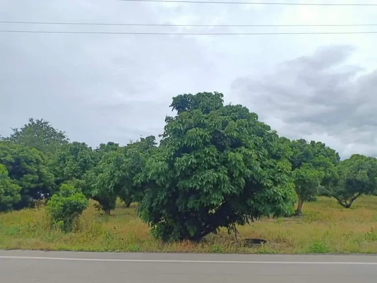 ขายที่สวนลำใยบ้านธิลำพูน ติดถนน 4015 พร้อมโอน