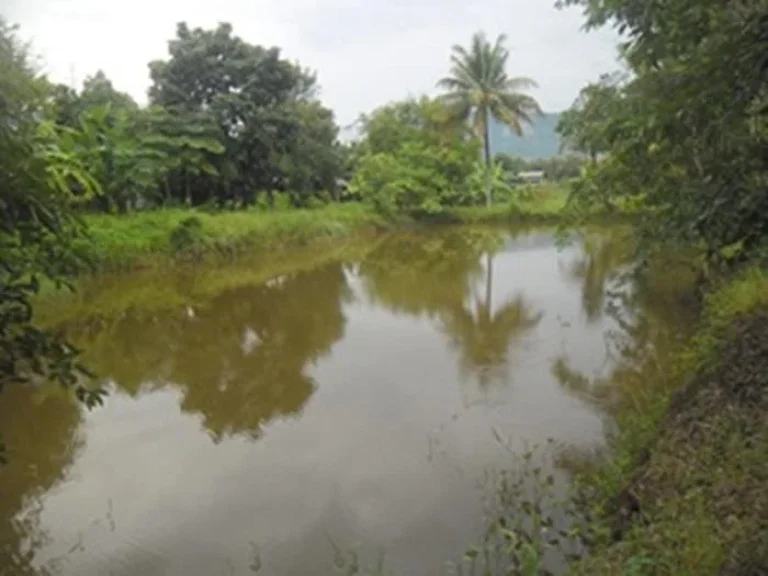 ขายที่ดิน 5ไร่ติดลำธารใหญ่ ประปา ไฟฟ้าพร้อม วิวสวย ร่มรื่น อากาศดี