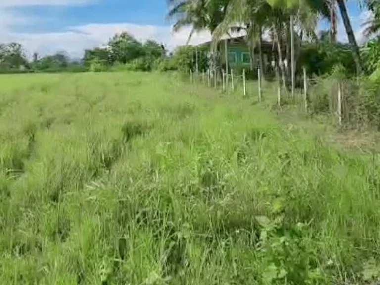 ขายที่นาน้ำบ่อหลวง สันป่าตอง ติดลำเหมืองสาธารณะ