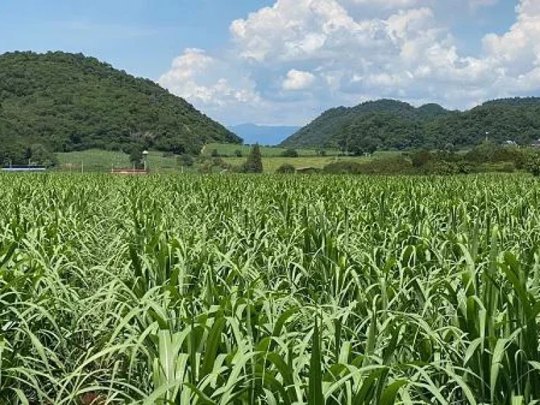 ที่ดินโป่งตาลอง หนองขี้ตุ่น 19ไร่ ห่างจากถนนลาดยางไม่เกิน 1 กม วิวภูเขา