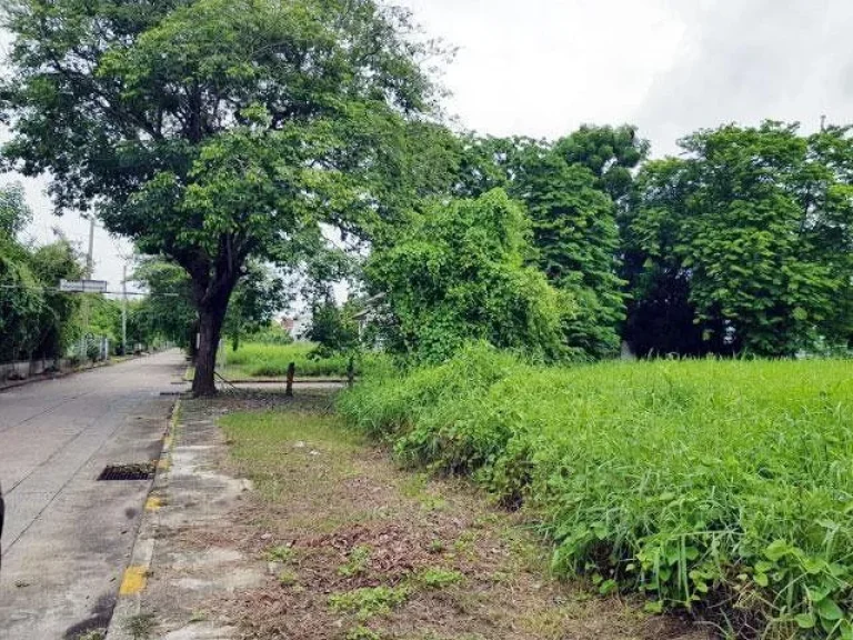 ที่ดิน ในหมู่บ้านกฤษดานคร18 ทวีวัฒนา พุทธมณฑลสาย3