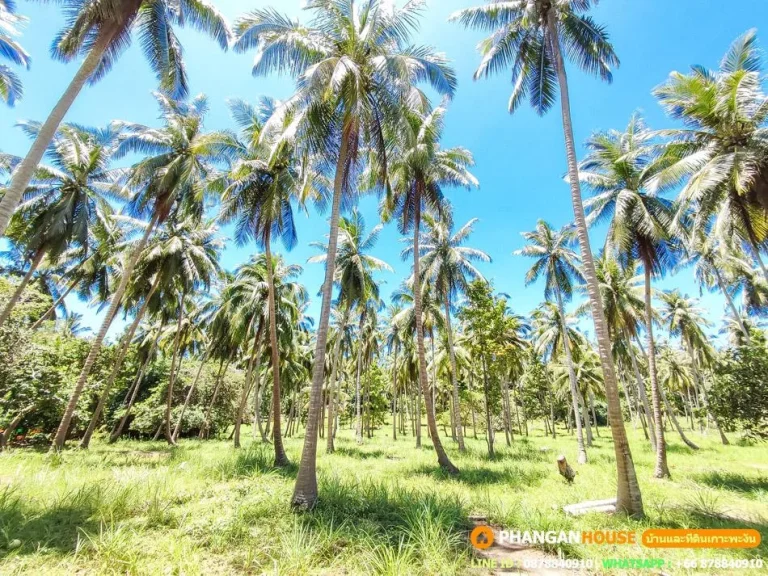 Land For Lease In Koh Phangan