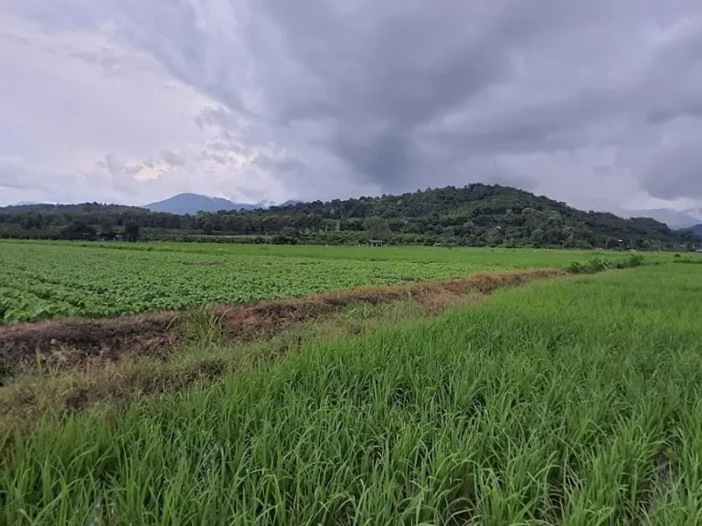 ขายที่นาน้ำดีติดถนนคอนกรีต 3 ไร่ 25 ตรว อยู่บ้านม่อนปิ่นใต้ ตม่อนปิ่น อฝาง จเชียงใหม่ ที่นาติดถนนคอนกรีต รถยน