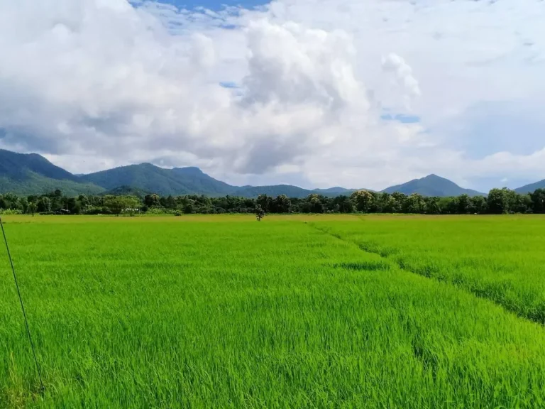 ขายที่นาถมแล้ววิวดอย ติดถนนทำเลค้าขายได้ พร้อมโอน