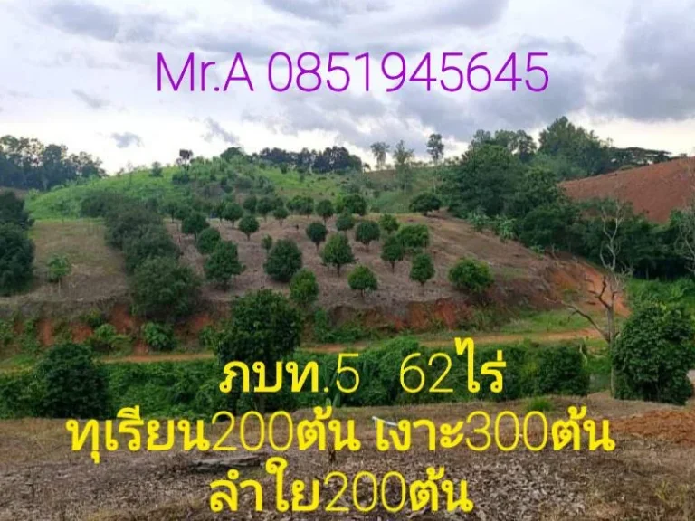 ขายสวนทุเรียนเงาะลำใย62ไร่ ภบท5 อนาดี ปราจีนบุรี