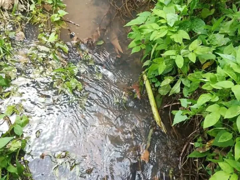 ขายที่เนินสโลป วิวดอยหลวง เชียงดาว ติดน้ำไหลผ่าน