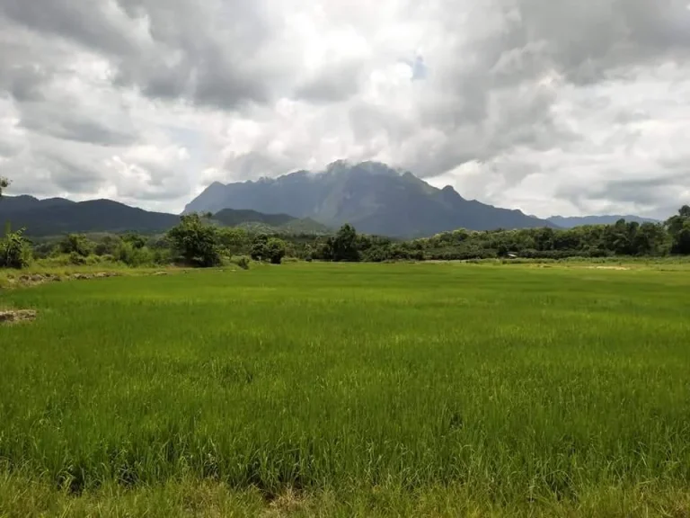 ขายที่นาบ้านป่าบง แม่นะ เชียงดาววิวดอยหลวง โฉนด