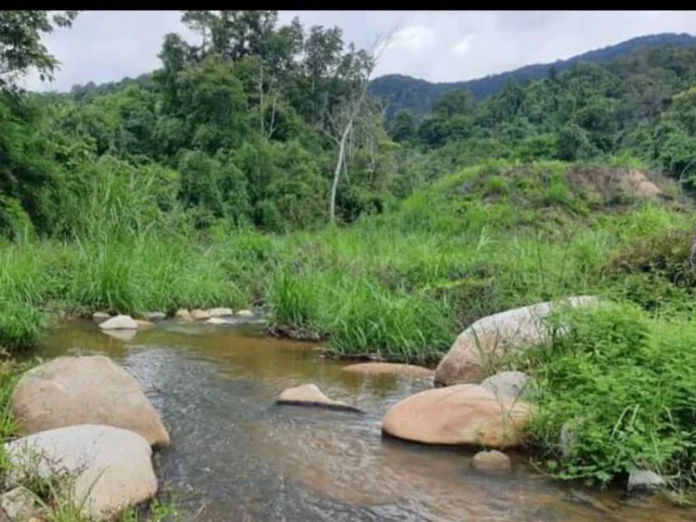 ขายที่ดินติดลำธารน้ำ ป่าเมี่ยงดอยสะเก็ต โฉนดพร้อมโอน