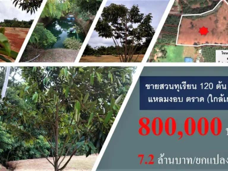 ขายสวนทุเรียน โฉนด 9 ไร่เเศษ พิกัด ตบางปิด อแหลมงอบ ตราด