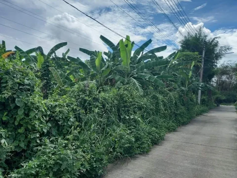 ขายที่ดินหนองหอย หน้าวัดสาตรหลวง พร้อมโอน ราคาถูก