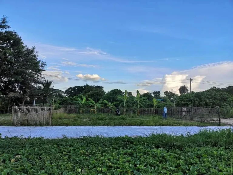 ขายที่ดินหนองแฝกสารภี ห่างไฟฟ้าสารภีเพียง1km