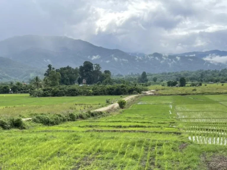 ขายที่นา วิวดอยหลวง แม่นะ เชียงดาว โฉนดราคาถูก