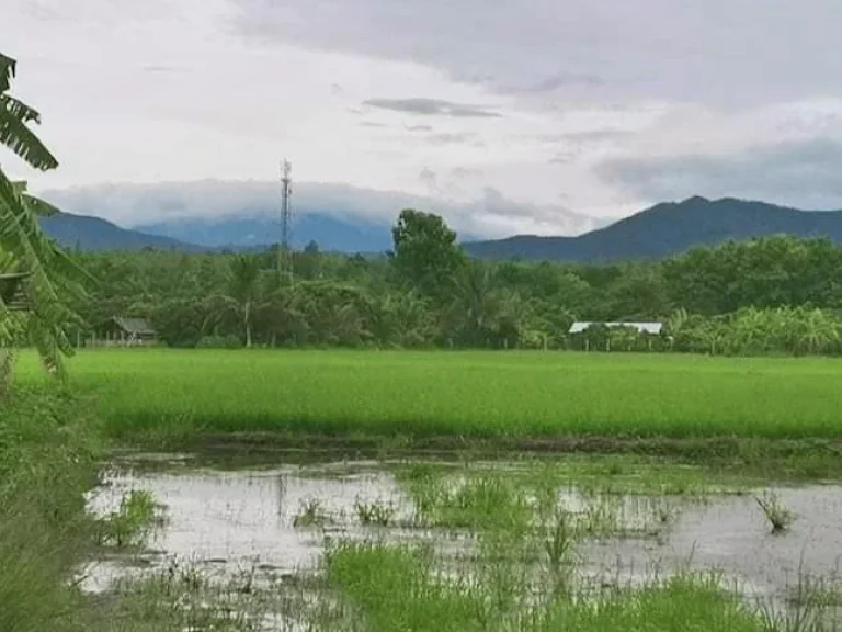 ขายที่สวนลำใย สันป่าตองหางดง วิวสวย พร้อมโอน