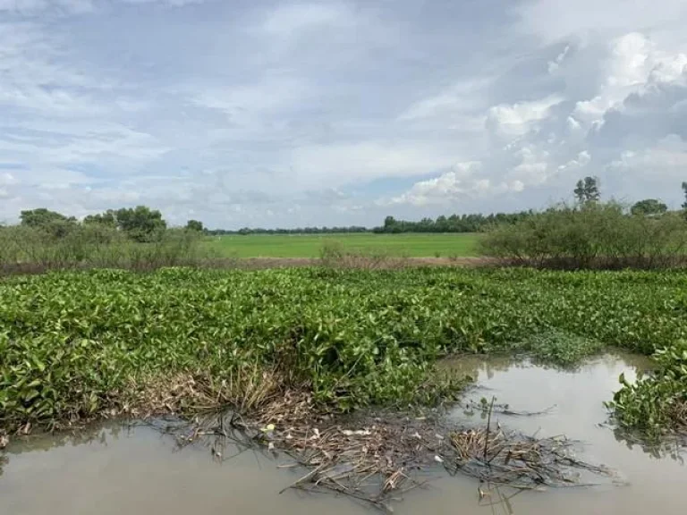 ขายที่ดิน ติดคลองหนองน้ำส้ม 53 ไร่ ออุทัย อยุธยา