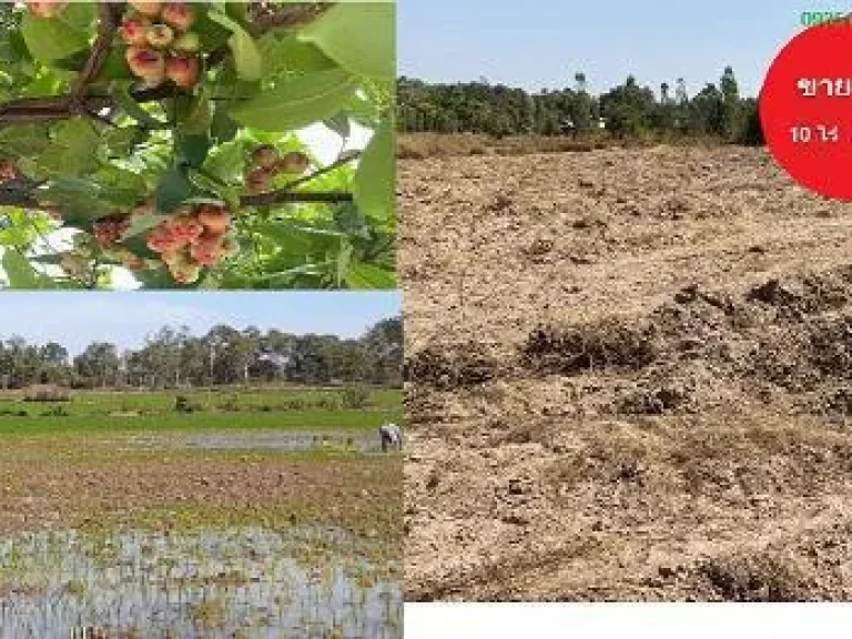 ขายที่ดินบัวขาว กุฉินารายณ์10ไร่