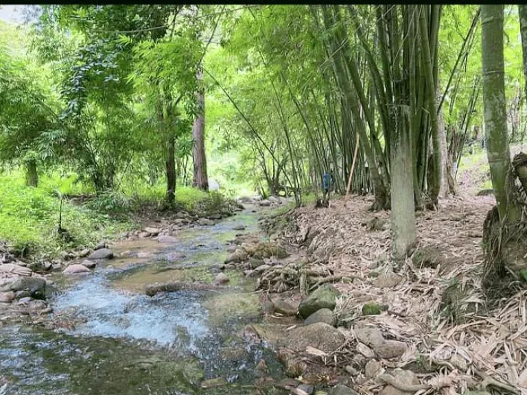 ขายที่ดินติดน้ำบ้านปางจำปี ห้วยแก้ว แม่ออน โฉนดชุมชน