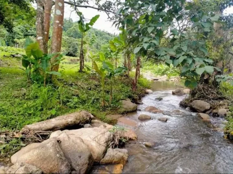 ขายที่ดินติดธารน้ำ บ้านปางจำปี แม่ออน พร้อมขาย