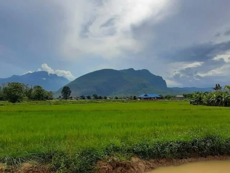 ขายที่สวนวิวดอยหลวง เชียงดาว โฉนดพร้อมโอน