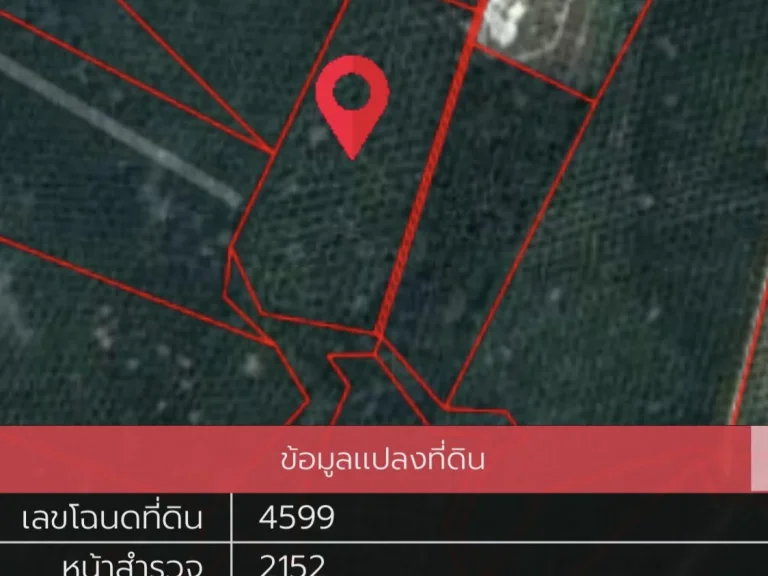 ขายที่ดินสวนปาล์ม 15 ไร่ ยินดีรับนายหน้า