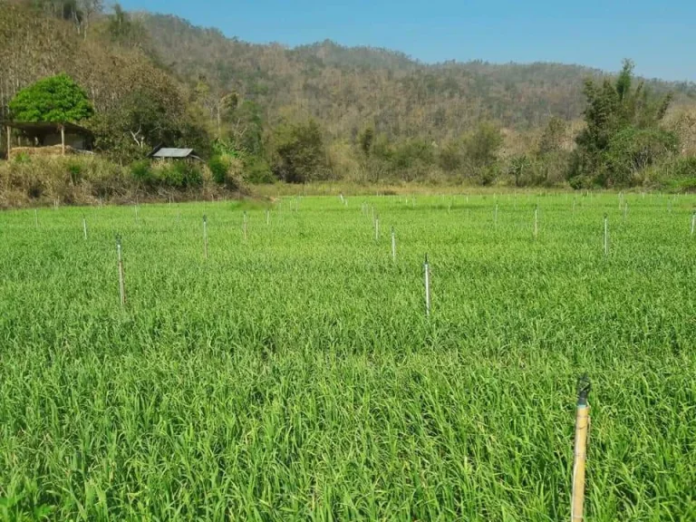 ขายที่ดินมีโฉนดสะเมิงใต้ น่าลงทุนรีสอทร์ ติดแม่น้ำ