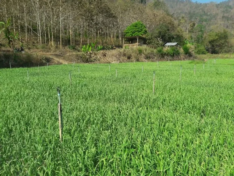 ขายที่ดินมีโฉนดสะเมิงใต้ น่าลงทุนรีสอทร์ ติดแม่น้ำ