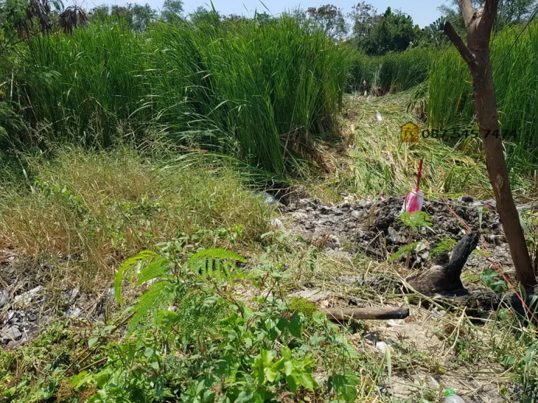 ขายที่ดินเปล่า 335 อยู่ถนนพัฒนาการตัดใหม่ ใกล้สวนหลวง แยกประเวศ วงแหวนตะวันออก