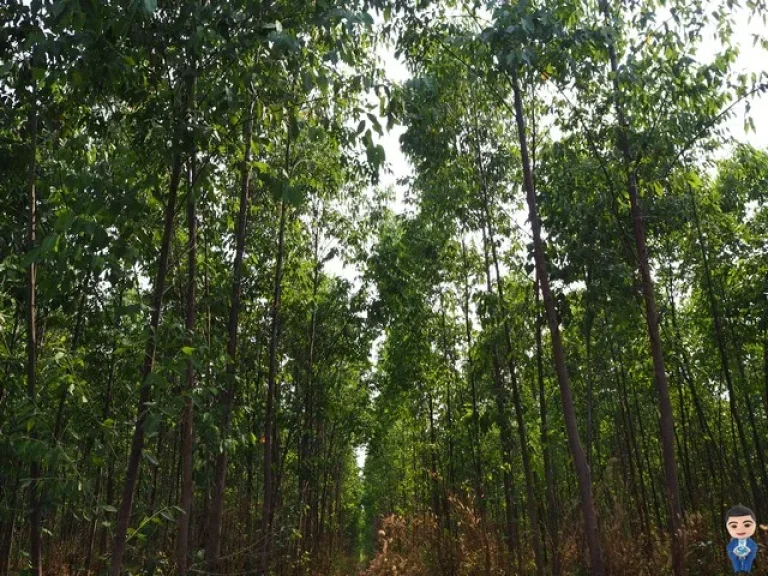 ที่ดิน100ไร่ ใกล้เขตอุตสาหกรรมบ้านแก้ง จังหวัดสระแก้ว