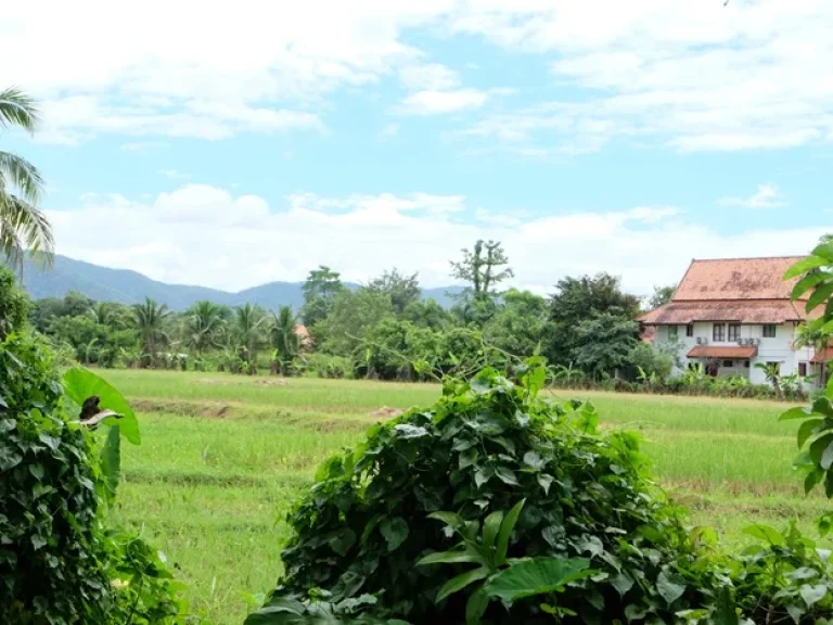 ที่สวนวิว ทุ่งนาภูเขา เหมาะสร้างบ้านหรือรีสอร์ท