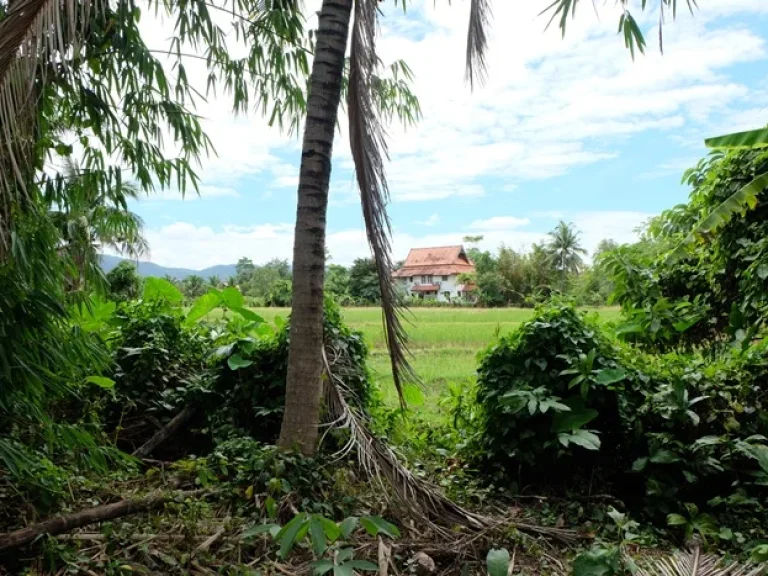 ที่สวนวิว ทุ่งนาภูเขา เหมาะสร้างบ้านหรือรีสอร์ท